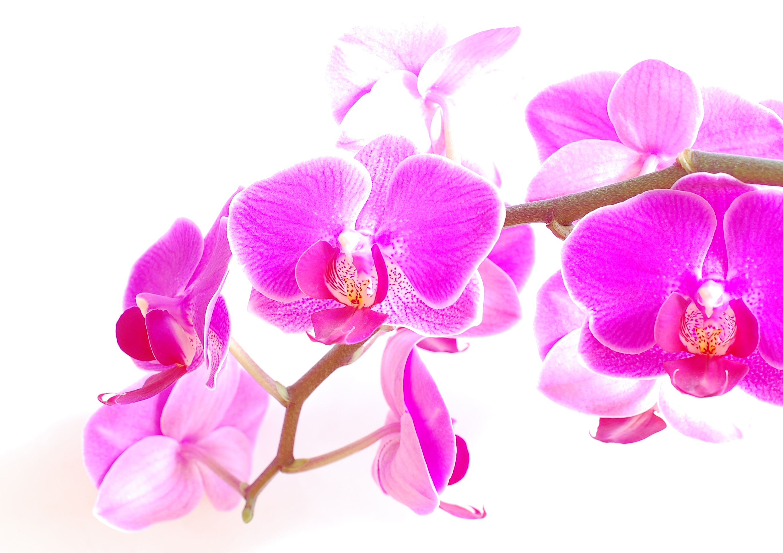 orchidee_pink_seitlich